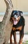 A friendly black and brown rottweiler leaning against a tree with its tongue hanging out