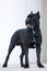 Friendly black cane corso dog