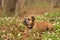 Friendly brown Continental bulldog dog lies in a sea of white anemones in the season spring