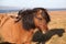 Friendly brown Icelandic horse with flowing black mane