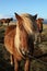 Friendly Brown Icelandic Horses