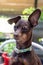 Friendly brown pinscher dog portrait outdoor