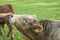 Friendly bull touching womans hand