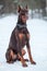 Friendly and calm brown Dobermann dog sitting on snow outdoor at winter season