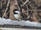 Friendly Chickadee