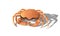 Friendly crab on white background