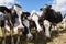 Friendly curious black and white Holstein dairy cows