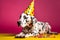 Friendly and cute Dalmatian wearing a birthday party hat in studio, on a vibrant, colorful background. Generative AI