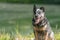 Friendly Cute Obedient old australian cattle dog is posing in front of water