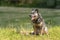 Friendly Cute Obedient old australian cattle dog is posing in front of water