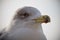 Friendly cute seagull in sunrise animal portrait