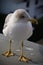 Friendly cute seagull in sunrise animal portrait