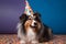 Friendly and cute Shetland Sheepdog or Sheltie wearing a birthday party hat in studio, on a vibrant, colorful