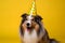 Friendly and cute Shetland Sheepdog or Sheltie wearing a birthday party hat in studio, on a vibrant, colorful