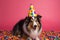 Friendly and cute Shetland Sheepdog or Sheltie wearing a birthday party hat in studio, on a vibrant, colorful