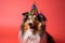 Friendly and cute Shetland Sheepdog or Sheltie wearing a birthday party hat in studio, on a vibrant, colorful
