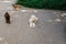 friendly dogs playing inside Hampstead heath park