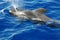 Friendly dolphin jumping out of the water, Atlantic Ocean, Canary Islands, Spain, amazing marine mammals in the natural habitat