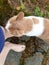 Friendly domestic cat is standing next to a person who is barefoot