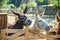 Friendly Donkey in the paddock being social, contact farm