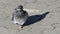 A friendly dove walks on a tiled sidewalk in slo-mo