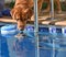 Friendly encounter between a golden retriever and a turtle