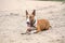 Friendly english bull terrier resting on the ground