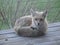 The Friendly Foxes of McCall, Idaho