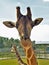 Friendly Giraffe Seeking Attention