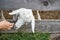 Friendly goat sticks head through wooden fence