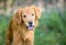 A friendly Golden Retriever dog standing outdoors