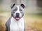 A friendly gray and white Pit Bull Terrier mixed breed dog