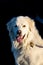 Friendly Great Pyrenees dog on the beach at Birch Bay on a sunny day, Washington State