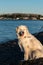 Friendly Great Pyrenees dog on the beach at Birch Bay on a sunny day, Washington State