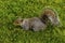 A friendly grey squirrel alert in the grass in a meadow in Derbyshire, UK