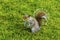 A friendly grey squirrel begs for food in a meadow in Derbyshire, UK