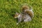 A friendly grey squirrel ready to flee in a meadow in Derbyshire, UK