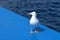Friendly gull posing on a ship