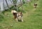 Friendly happy Collie dog playing on green lawn