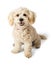 Friendly Happy Poodle Crossbreed Dog Sitting