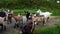 Friendly herd of free range goats in a mountainside pasture on a cloudy gray summer day in Norway