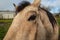 A Friendly Horse at His Barn, Color Image