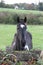 A friendly horse in Nenagh, Tipperary, Ireland