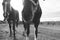 Friendly horses closeup in field