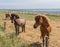 Friendly horses of Vlieland