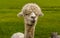 A friendly and inquisitive  apricot coloured Alpaca in Charnwood Forest, UK on a spring day