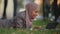 Friendly islamic business woman muslim girl in hijab lying grass lawn in park outdoors female teacher online mentor