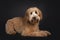 Friendly Labradoodle / Cobberdog on black background