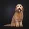 Friendly Labradoodle / Cobberdog on black background