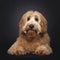 Friendly Labradoodle / Cobberdog on black background